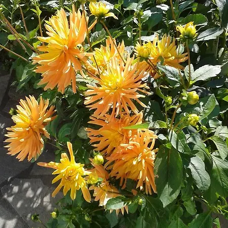 La Jumeliere Laval Nord מלון *